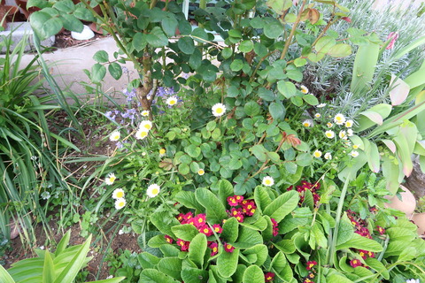 バラの回りに生い茂る花正面