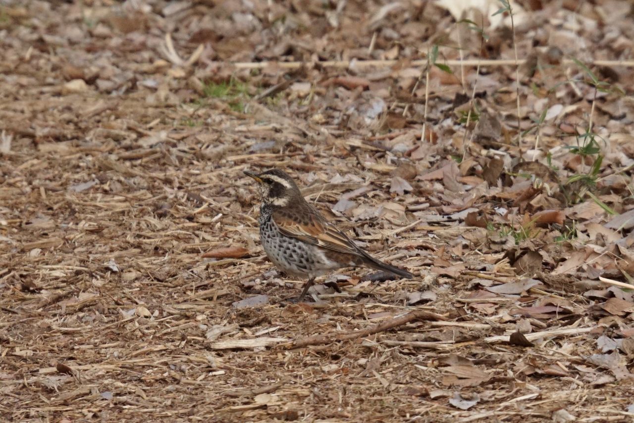 ツグミ 鶫 庭に来る野鳥 ピノ子の庭 ツグミ 鶫 庭に来る野鳥 ピノ子の庭