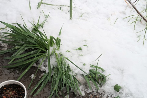 雪の下敷き