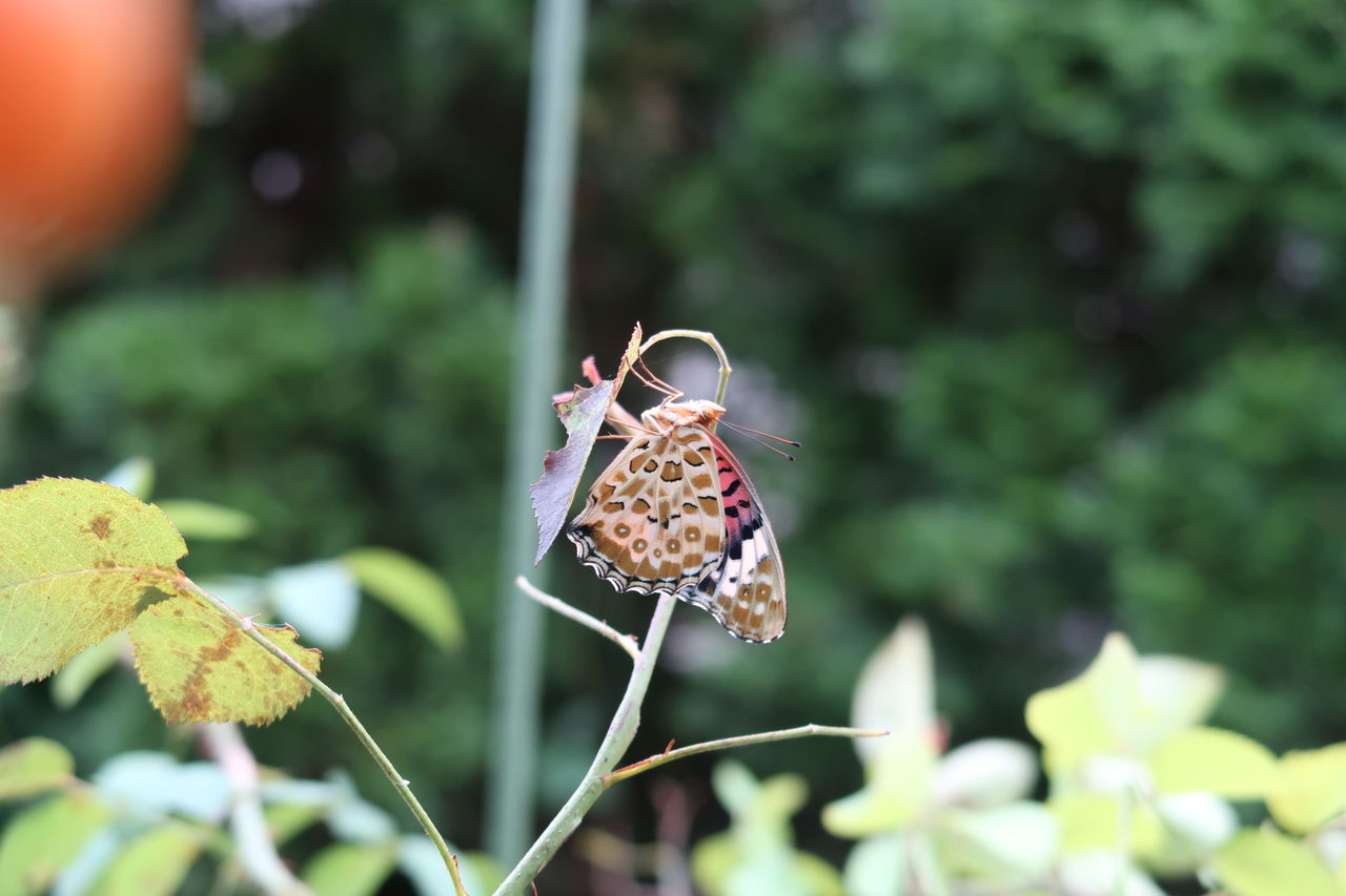 ピノ子観察日記 ツマグロヒョウモンが羽化しました ピノ子の庭