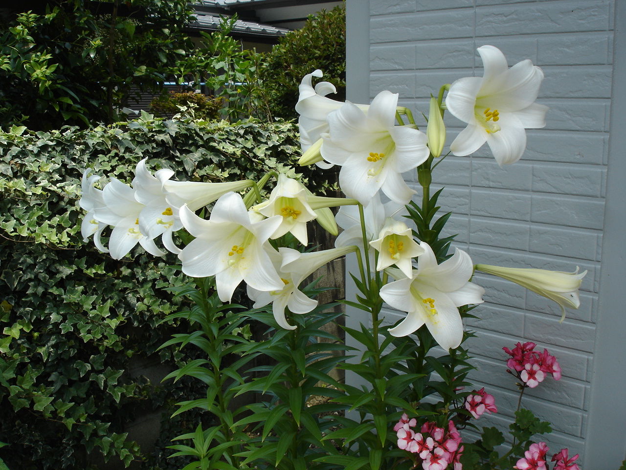 戸外で冬越し出来るのはどの花 茨城県北部のピノ子の庭便り ピノ子の庭