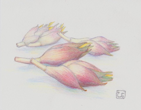 茗荷20160806
