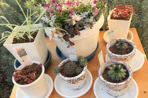 多肉を植える