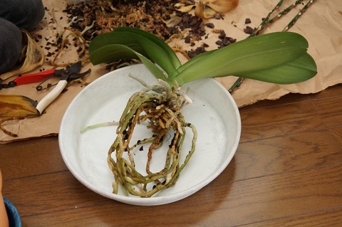根を整理する