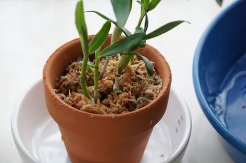 高芽の植えつけ