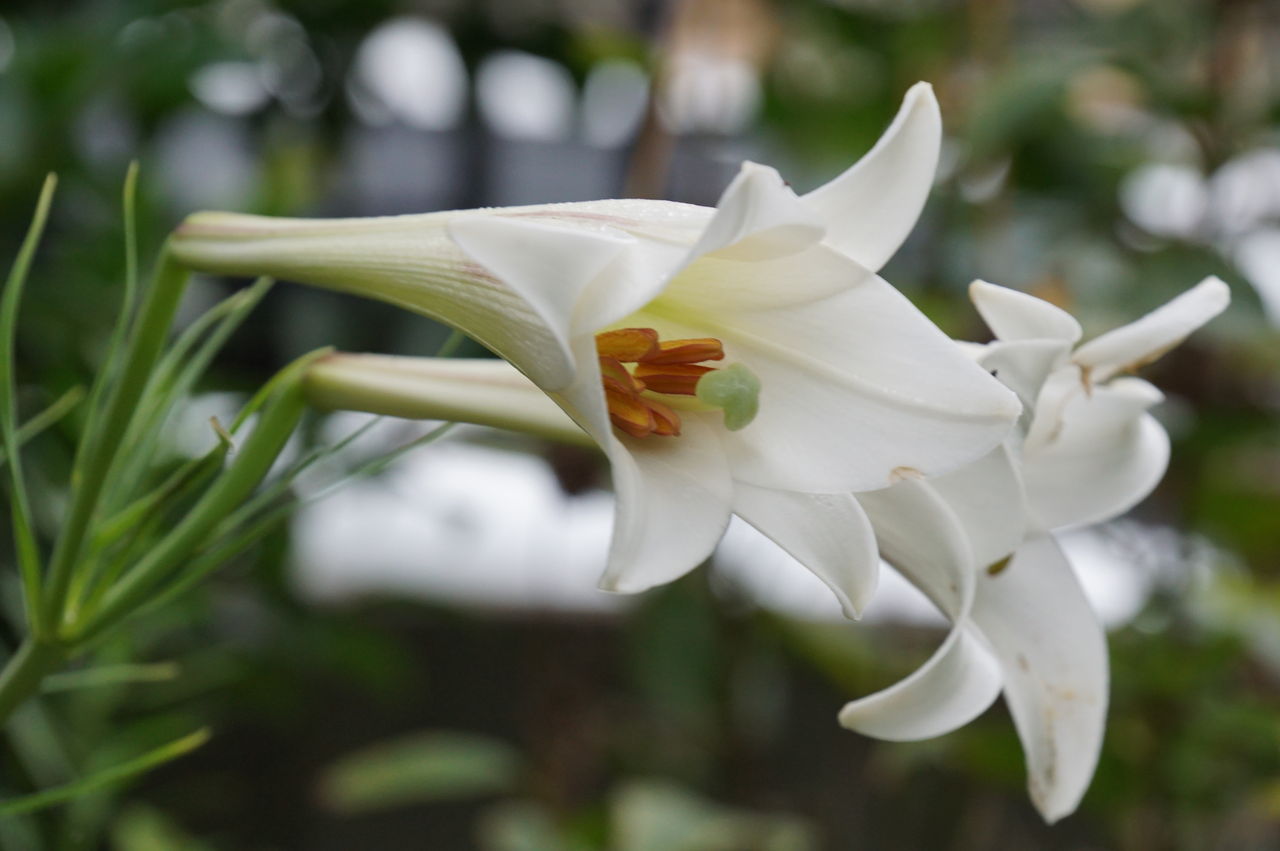 10月ですユリを植えましょう ユリの種類別植え方と失敗しない管理の仕方 ピノ子の庭