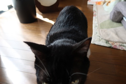 写真撮ってないでメシ!!