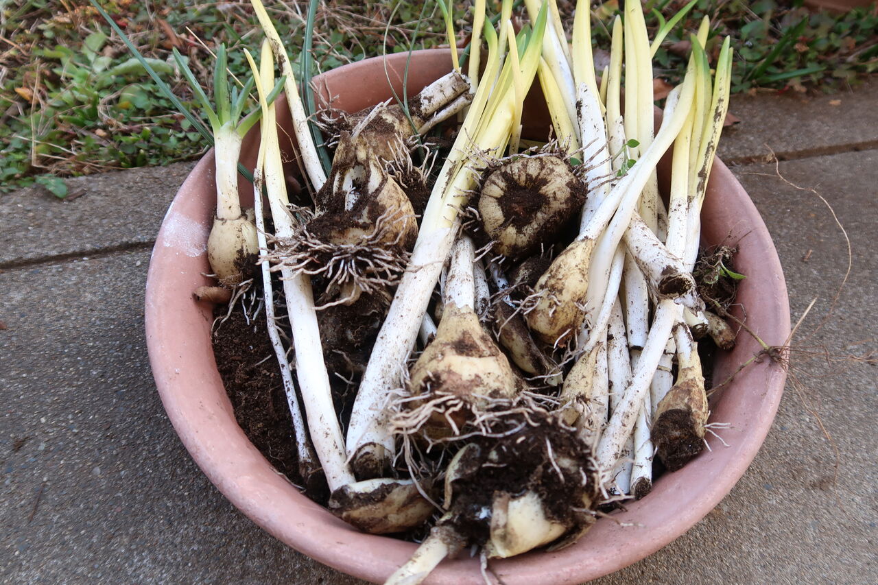 ピノ子日記 冬だけどユリの植え替えしました ピノ子の庭 ピノ子日記 冬だけどユリの植え替えしました ピノ子の庭