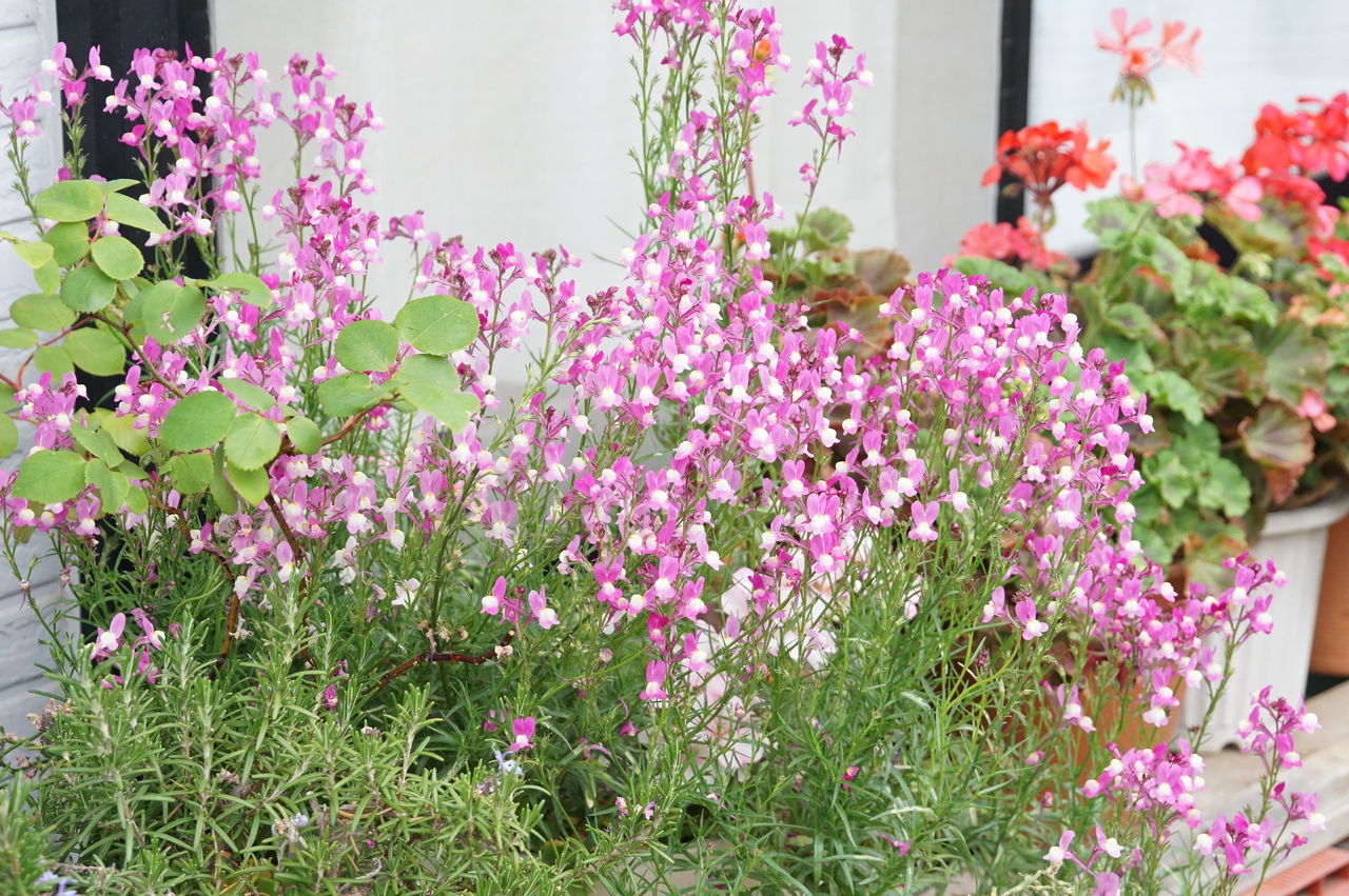 丈夫な植物で飾る5月の庭と植え付け時期で変わるシラーの花 ピノ子の庭