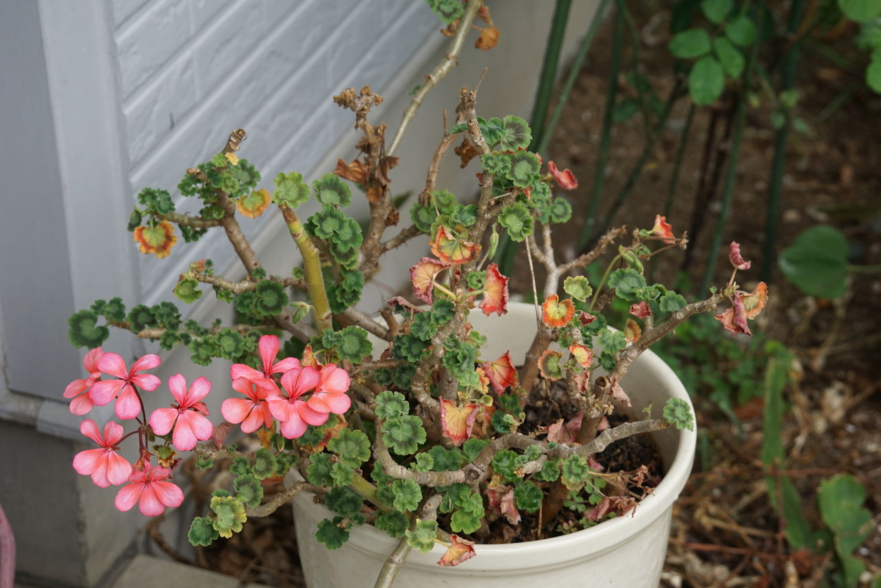 ゼラニウム年間の手入れと大きな花を咲かせるためのコツ ピノ子の庭