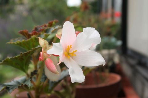 IMG_0475_切取色