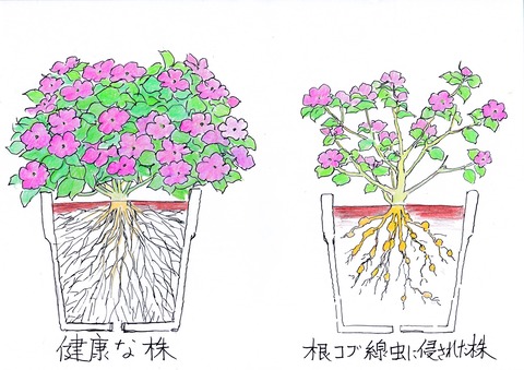 健康な株とネコブ線虫にかかった株と