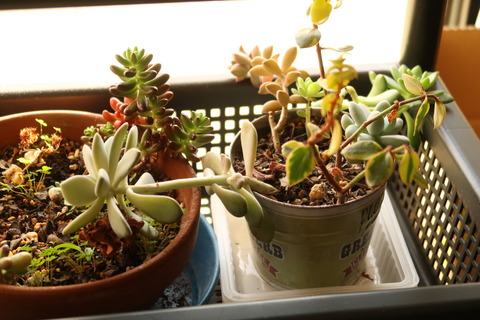 寄せ植え前