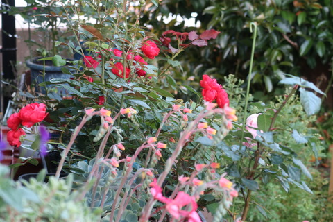 20220521エケベリアの花と