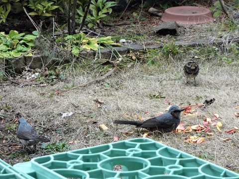 ヒヨドリとツグミ
