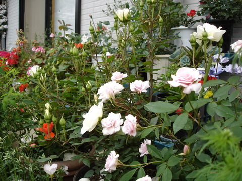 鉢植えのバラの花