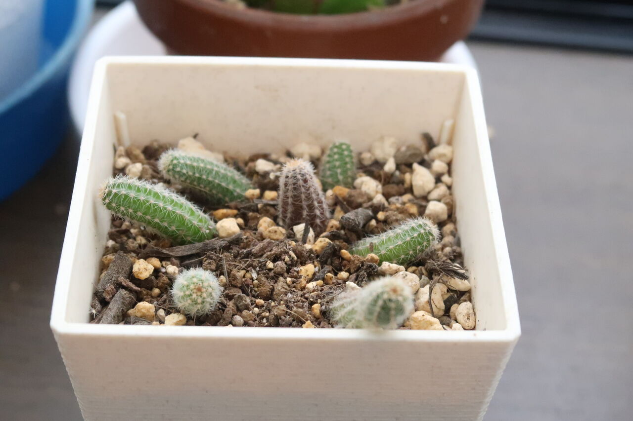 オレンジ色の花が可愛い場所いらずのヒモサボテン 白檀 ビャクダン の育て方増やし方 ピノ子の庭