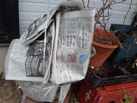 新聞紙でゼラニウム