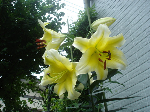 20100714コンカドール