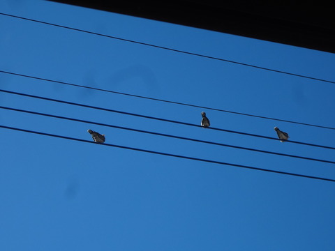 20161029鳩の親子