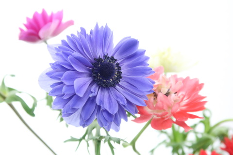 紫の花