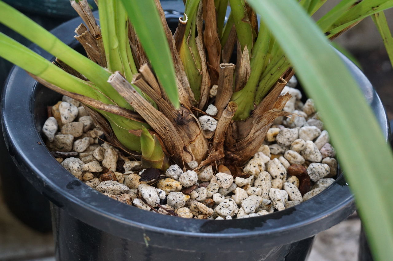 シンビジウム 植え替えと花を咲かせるためのコツ ピノ子の庭