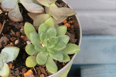 群月花