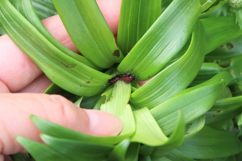 ユリを食害する虫が・・・ (2)