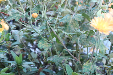 菊の葉