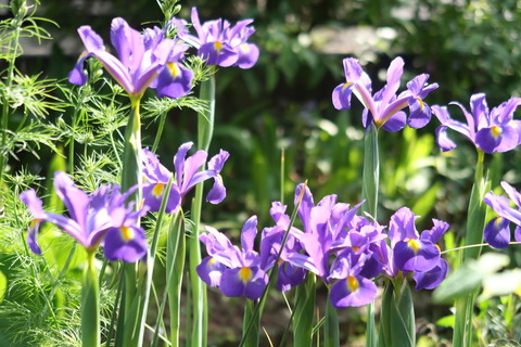 ダッチアイリス