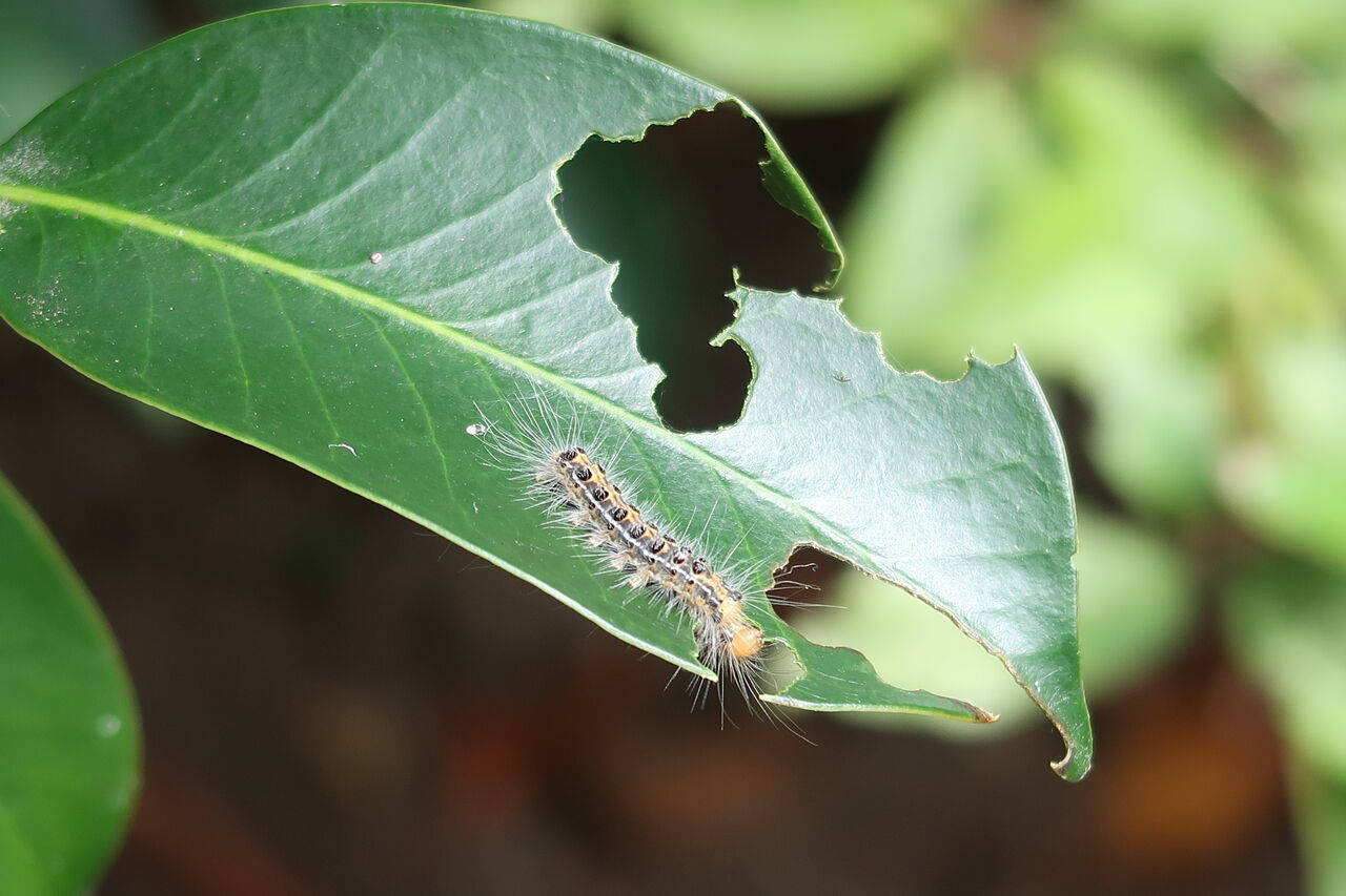 9月の庭に潜む危険な毛虫チャドクガの退治と鉄砲虫の被害 クロアゲハの羽化 ピノ子の庭