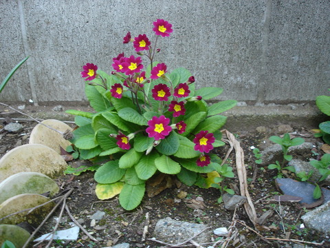 20090407プリムラ咲く