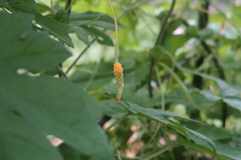 20220719枯れた雌花