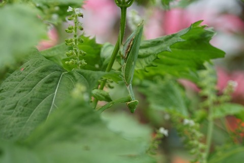 カマキリ