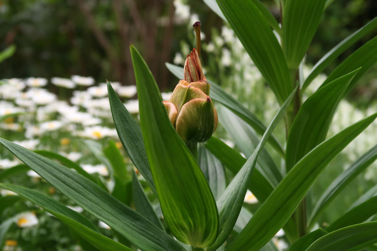 6月の庭仕事 秋に植えた球根を掘り上げる ピノ子の庭