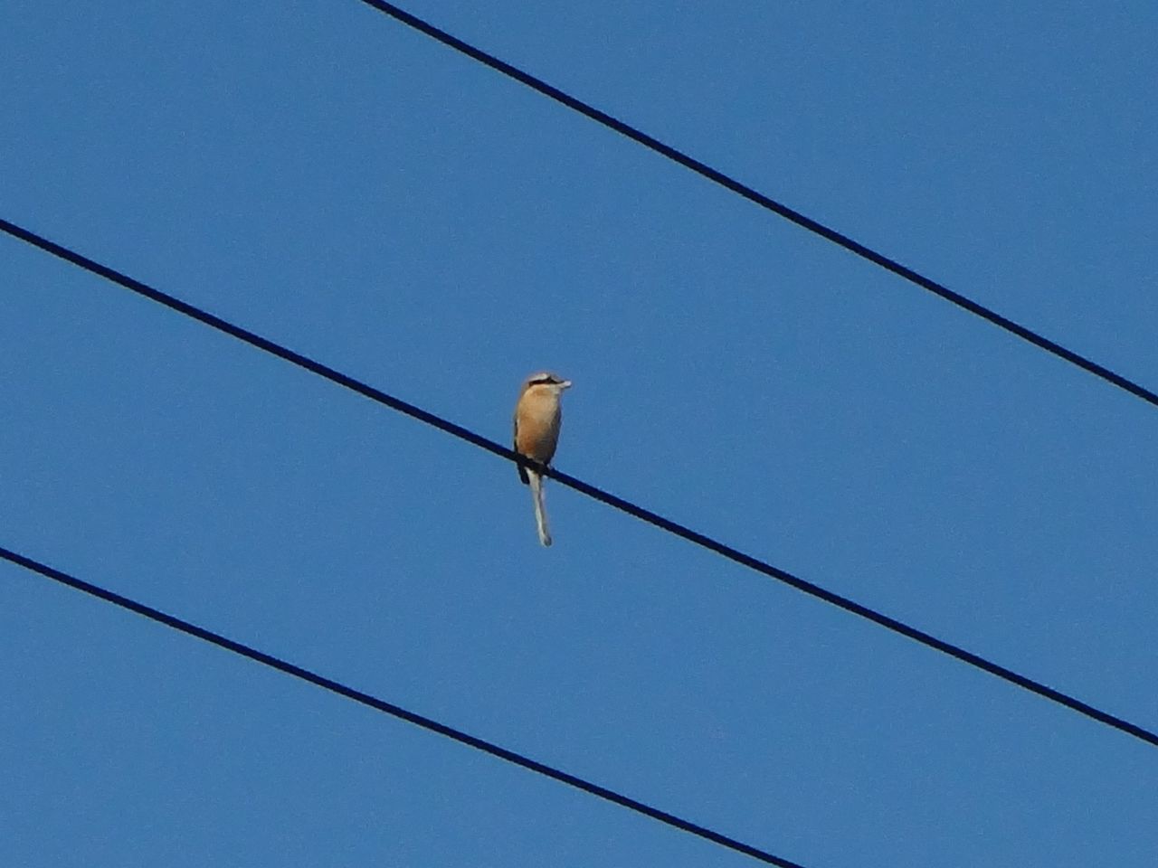 百舌 モズ 庭に来る野鳥 ピノ子の庭
