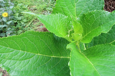 紫陽花の上のカマキリ