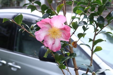 20201004山茶花とカマキリ0