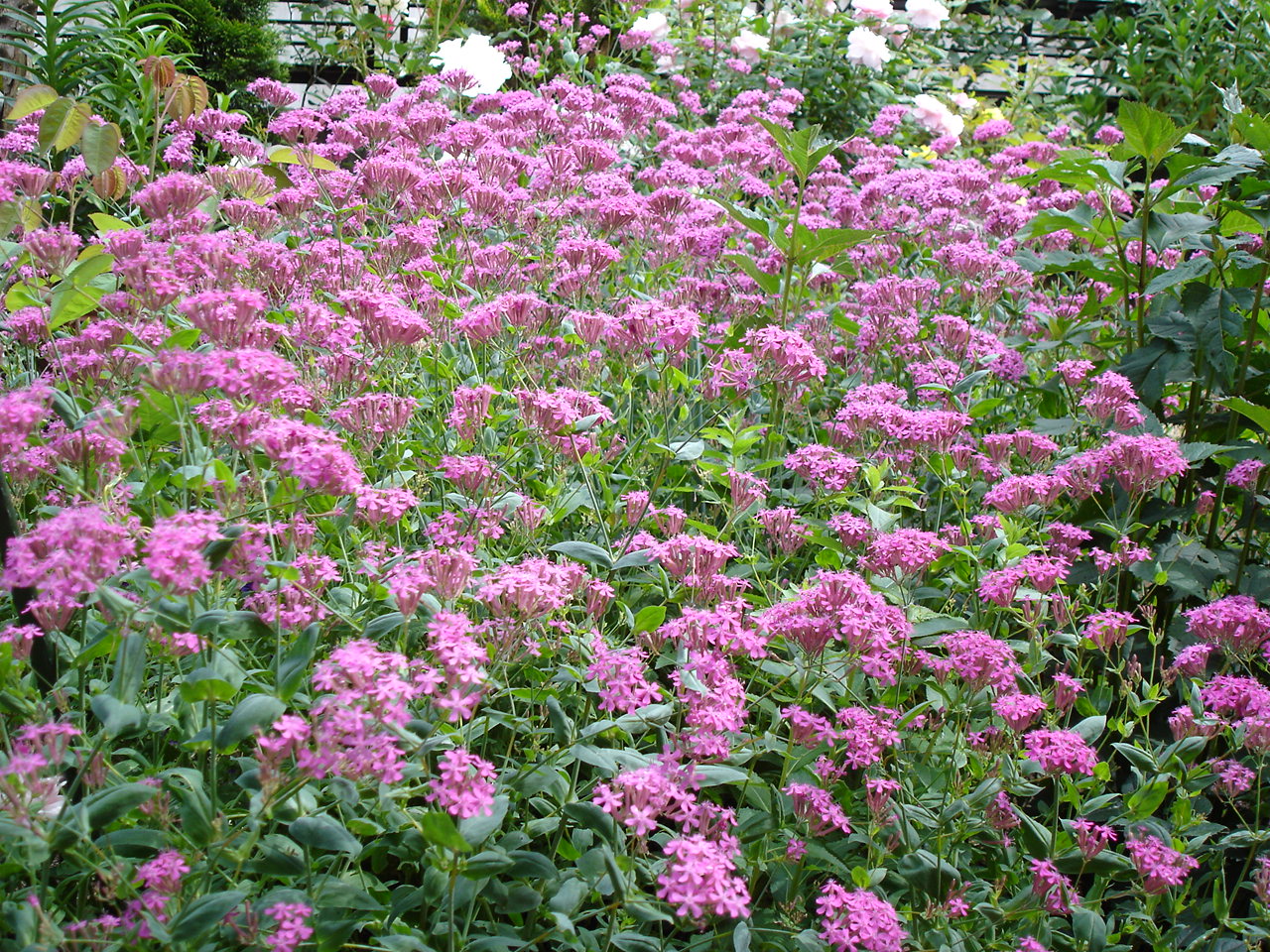 ひとりでに育って庭を明るく飾る丈夫で美しい秋まきのムシトリナデシコ育て方 ピノ子の庭