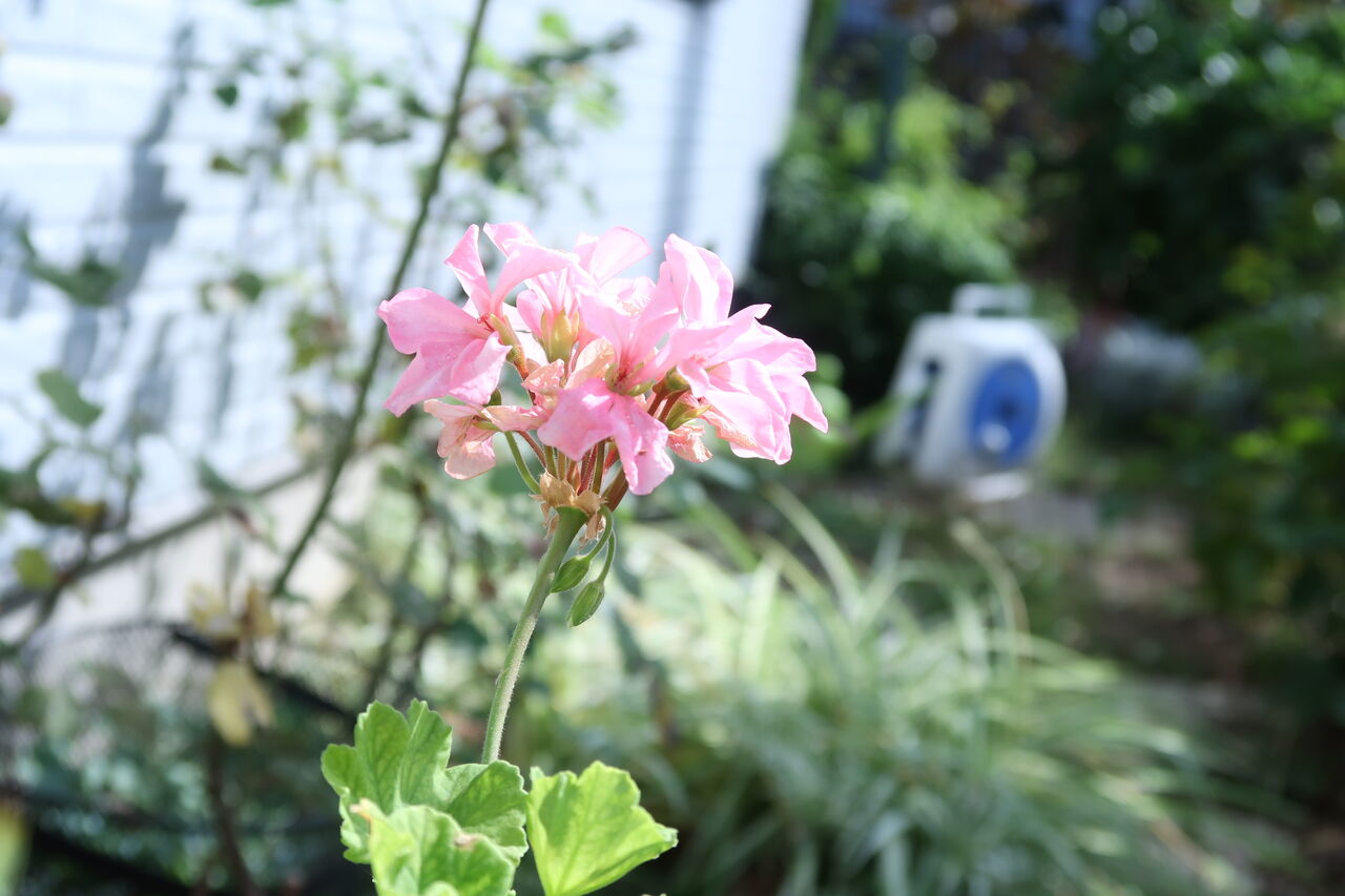 9月も末日となり サプライズだらけの初秋の庭の様子 ピノ子の庭