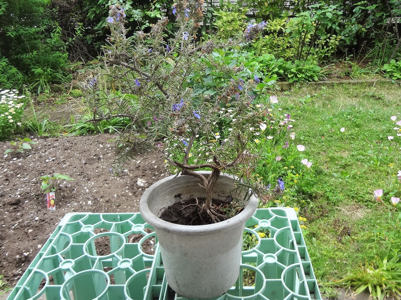ローズマリーの挿し木と植え替え ピノ子の庭