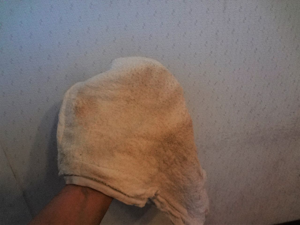 ピノ子日記 台風一過庭の様子と部屋の隅の簡単カビ落とし ピノ子の庭 ピノ子日記 台風一過庭の様子と部屋の隅の簡単カビ落とし ピノ子の庭