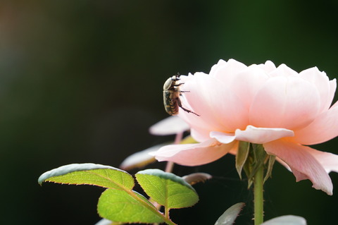 バラに花粉を食べにくるハナムグリ