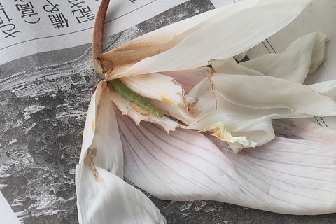 ハマキガの幼虫