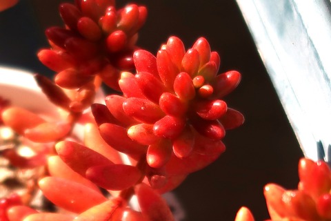 20230216玉の虹