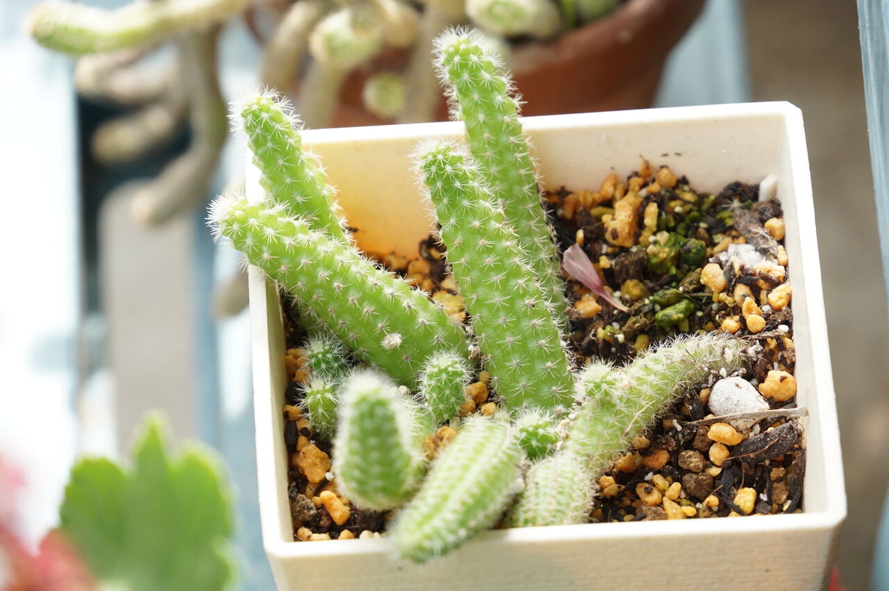 オレンジ色の花が可愛い場所いらずのヒモサボテン 白檀 ビャクダン の育て方増やし方 ピノ子の庭