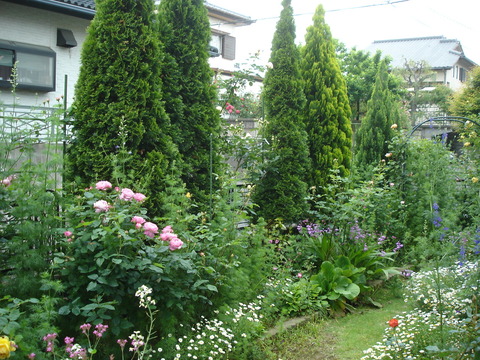 20090519バラの庭に