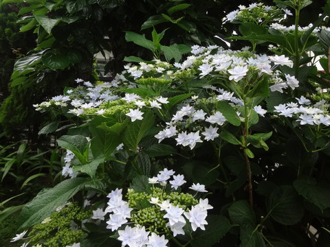 紫陽花墨田の花火20180606