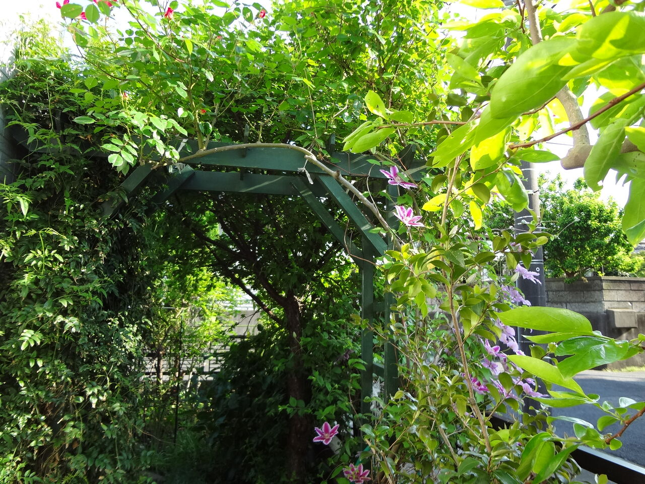 私の庭を立体的に飾ったツル性植物の実用例 ピノ子の庭