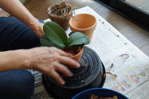 鉢に植えこむ